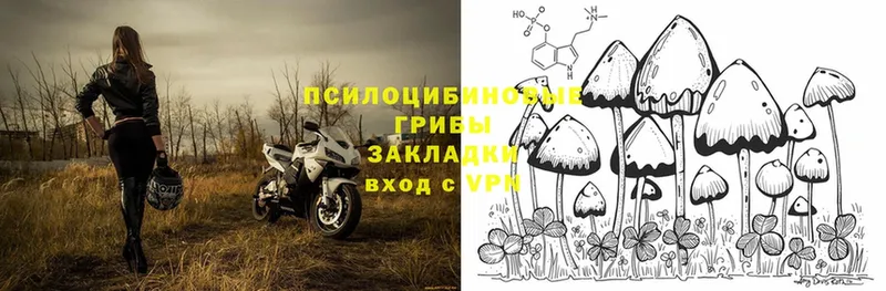 Псилоцибиновые грибы Psilocybine cubensis Апшеронск